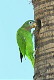 Yellow-billed Parrotborder=